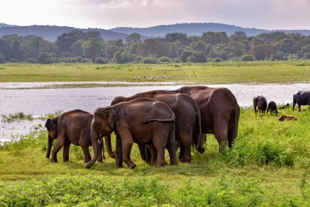 Discover Sri Lanka at a Glance