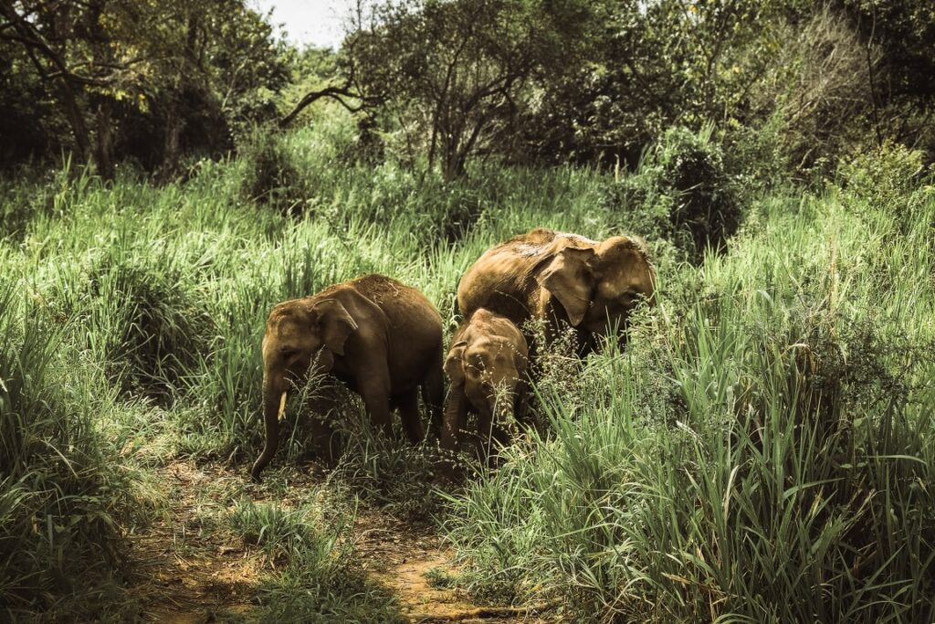 Wild Lanka Trails